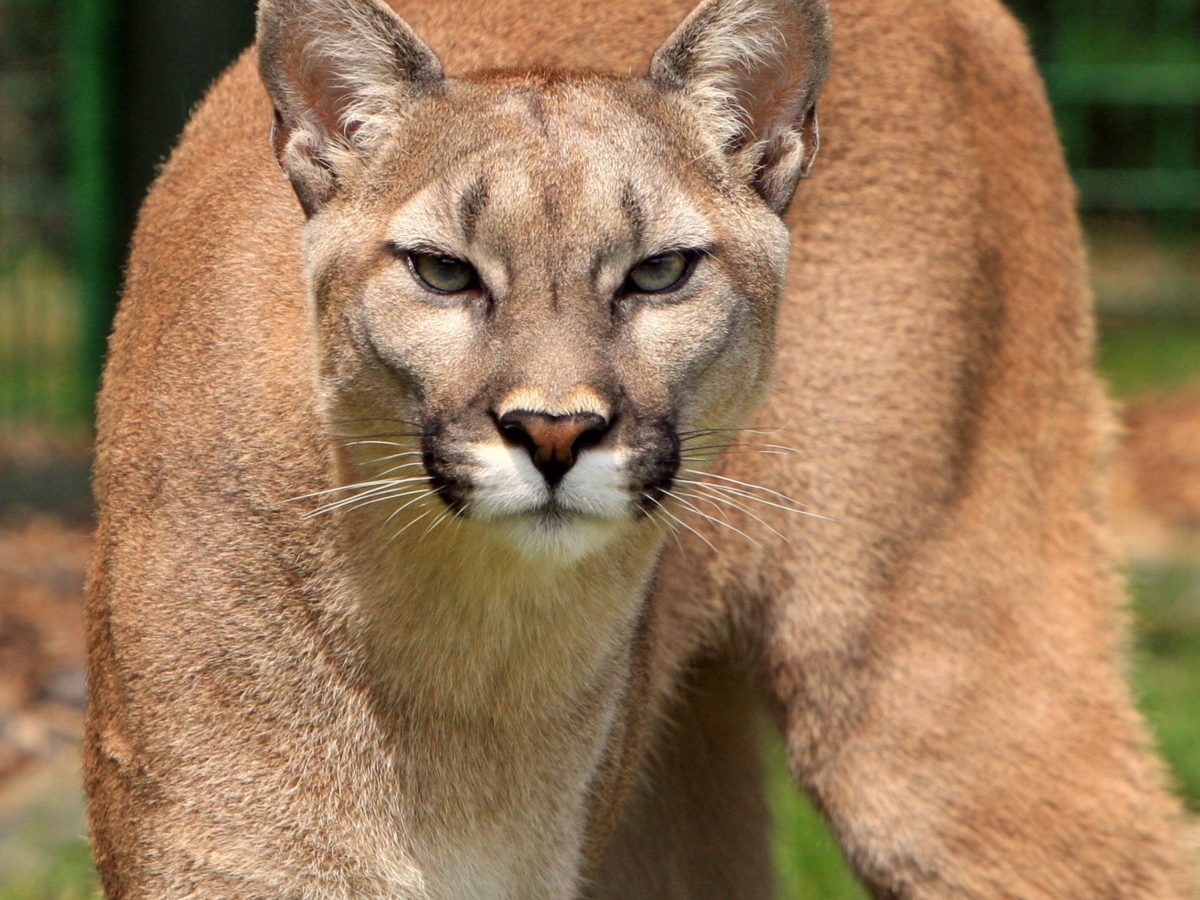 what does a mountain lion look like