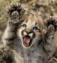 what does a mountain lion look like